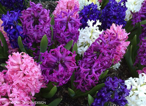 Hyacinth orientalis, the belle of Easter, very fragrant & colorful