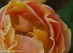 Peony-flowering Tulip 'Charming beauty'