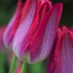 Tulip 'Pittsburgh', vivid plum-colored flowers on an 18" tall strong stem