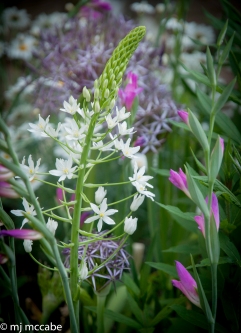 A mid-June medley-Ornithogalum magnum. gladious byzantinus & Allium chistophii--the ultimate combination for a home wedding