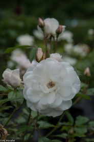 Iceberg — Audrey Hepburn's favorite rose — classic elegance that keeps on blooming